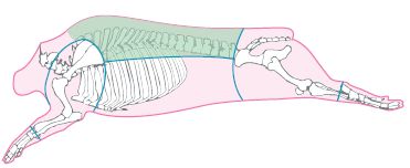 COSTILLA BABY BACK - Imagen 3